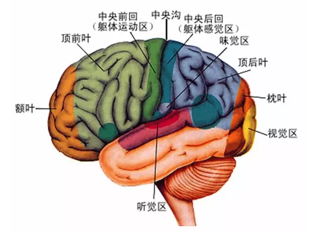 經(jīng)顱磁刺激治療你知道多少？
